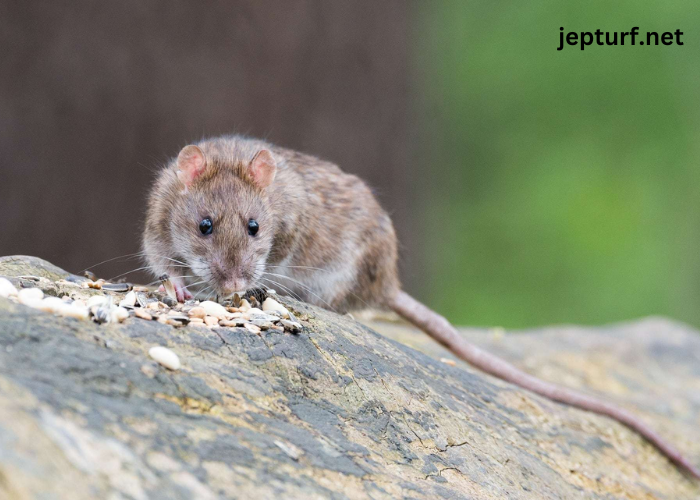 Why October is Prime Time for Rodents in Augusta, GA: How to Protect Your Home